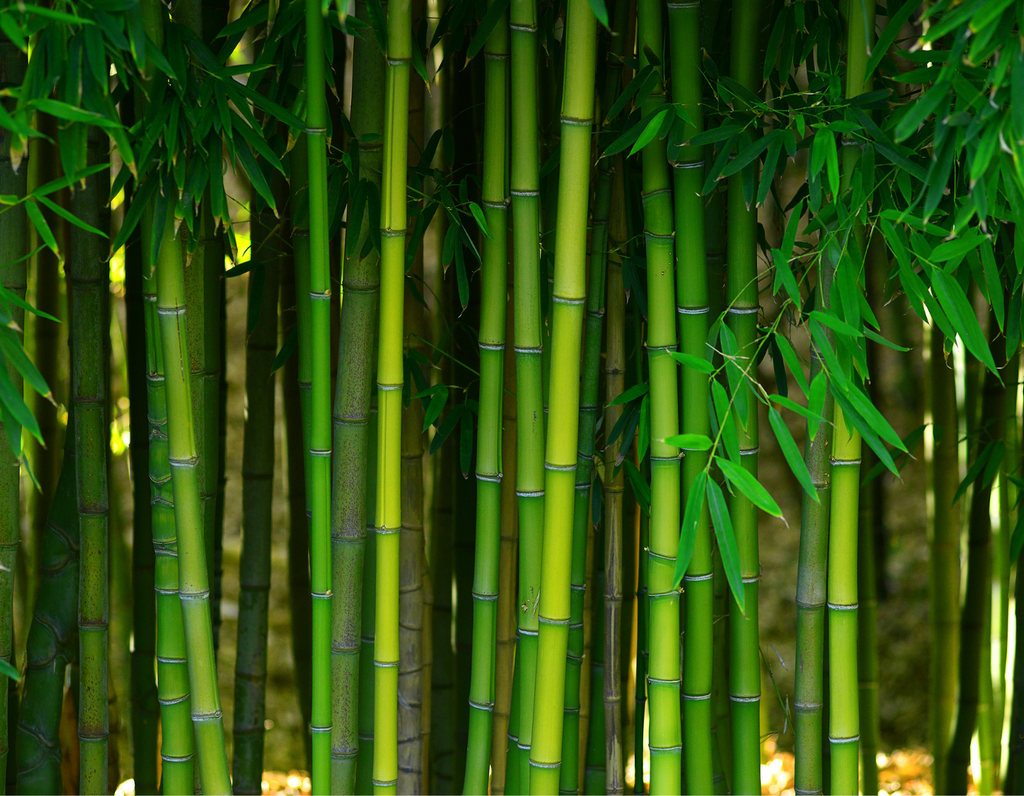 Szép zöld Bambusz nád erdő